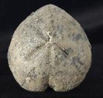 Micraster cf. schroederi STOLLEY 1891 - Bild &copy; FossNet FossilienStore